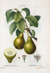 Pyrus communis = Poirier commun. [pears with leaves]