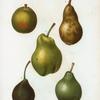 Pyrus communis = Poirier commun. [5 varities of pears]
