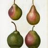 Pyrus communis = Poirier commun. [4 varities of pears]