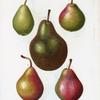 Pyrus communis = Poirier commun. [5 varities of pears]