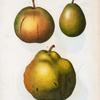 Pyrus communis = Poirier commun. [Three pears]
