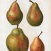 Pyrus communis = Poirier commun. [4 more varities of pears]