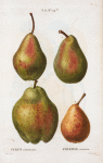 Pyrus communis = Poirier commun. [4 more varities of pears]