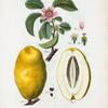 Cydonia Sinensis = Coignassier de la Chine. [Chinese quince]