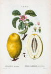 Cydonia Sinensis = Coignassier de la Chine. [Chinese quince]