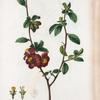 Cydonia Lagenaria = Coignassier à fruit en Gourde.[Flowering quince]