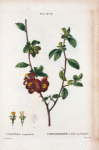 Cydonia Lagenaria = Coignassier à fruit en Gourde.[Flowering quince]