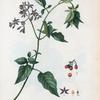 Solanum Dulcamara = Morelle Douce-aniére.[Chinese climbing night-shade]