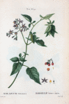 Solanum Dulcamara = Morelle Douce-aniére.[Chinese climbing night-shade]