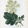 Hydrangea quercifolia = Hydrangée a feuilles de chéne. [Oakleaf hydrangia]