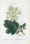Hydrangea quercifolia = Hydrangée a feuilles de chéne. [Oakleaf hydrangia]