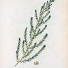 Salsola fruticosa = Soude frutescente.