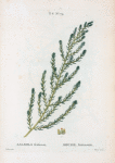 Salsola fruticosa = Soude frutescente.