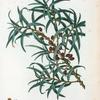 Hippophaë rhamnoïdes = Argoussier faux-nerprun. [Sea-buckthorn]