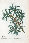 Hippophaë rhamnoïdes = Argoussier faux-nerprun. [Sea-buckthorn]