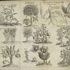 Fou lin; ou tong chu or the varnish tree; the leaf, root and flower of ginseng; bamboo, a sort of reed; two sorts of cotton trees; the tea shrub; li tchi; betel; jaca.
