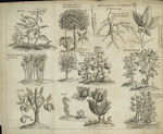 Fou lin; ou tong chu or the varnish tree; the leaf, root and flower of ginseng; bamboo, a sort of reed; two sorts of cotton trees; the tea shrub; li tchi; betel; jaca.