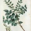 Xanthoxylum fraxineum = Clavalier à feuiller de Frêne. [Common prickly-ash, toothache tree, toothache bush, yellowwood, angelica tree]