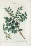 Xanthoxylum fraxineum = Clavalier à feuiller de Frêne. [Common prickly-ash, toothache tree, toothache bush, yellowwood, angelica tree]