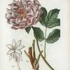 Pæonia moutan = Pivoine moutan. [Tree peony]