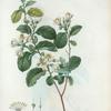 Styrax officinale = Aliboufier officinal. [Drug snowbell; storax tree]