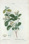 Styrax officinale = Aliboufier officinal. [Drug snowbell; storax tree]