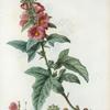 Lavatera olbia = Lavatère d'hyères. [Mediterranean Mallow]