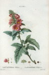 Lavatera olbia = Lavatère d'hyères. [Mediterranean Mallow]