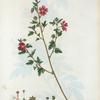 Malva virgata = Mauve effilèe. [Pink hollyhock mallow]