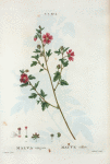 Malva virgata = Mauve effilèe. [Pink hollyhock mallow]