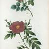 Fig. 1. Rosa rubiginosa = Rosier rouillè. Fig. 2. Rosa lupida = Rosier luisant. [Sweet-briar, Manning's blush, Lord Penzance]