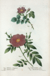 Fig. 1. Rosa rubiginosa = Rosier rouillè. Fig. 2. Rosa lupida = Rosier luisant. [Sweet-briar, Manning's blush, Lord Penzance]