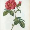 Rosa Gallica = Rosier de France. [Red Rose, The Apathecary's Rose, The Red Rose of Lancaster, Rose de province]