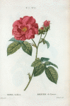 Rosa Gallica = Rosier de France. [Red Rose, The Apathecary's Rose, The Red Rose of Lancaster, Rose de province]