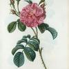 Rosa semper florens = Rosier de tous les mois. [Ever-blowing Rose,China Rose, Bengal Rose]