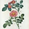 Fig. 1. Rosa rubrifolia = Rosier à feuilles rougeàtres. Fig. 2. Rosa Kamtchatica = Rosier du Kamtchatka. [Redleaf rose; Red-leafed rose - Japanese rose]