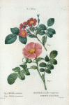 Fig. 1. Rosa rubrifolia = Rosier à feuilles rougeàtres. Fig. 2. Rosa Kamtchatica = Rosier du Kamtchatka. [Redleaf rose; Red-leafed rose - Japanese rose]