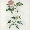Fig. 1. Rosa canina = Rosier des chiens. fig. 2. Rosa sepium = Rosier des haies. [Dog rose - Wild rose]
