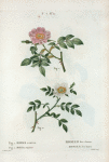 Fig. 1. Rosa canina = Rosier des chiens. fig. 2. Rosa sepium = Rosier des haies. [Dog rose - Wild rose]
