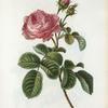 Rosa centifolia = rose à cent feuilles. [Pale rose, Hundred-leaved or Cabbage rose]