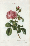 Rosa centifolia = rose à cent feuilles. [Pale rose, Hundred-leaved or Cabbage rose]