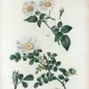 Fig. 1. Rosa semper virens = Rosier toujours vert. Fig. 2. Rosa bracteata = rosier à bractées. [Ever-green rose - Macartney rose]