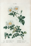 Fig. 1. Rosa semper virens = Rosier toujours vert. Fig. 2. Rosa bracteata = rosier à bractées. [Ever-green rose - Macartney rose]