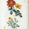 Fig. 1. Rosa Eglanteria = Rosier Eglantier. Fig. 2. Rosa Berberifolia. [Eglantine, Sweetbrier Rose - Rose single]