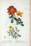 Fig. 1. Rosa Eglanteria = Rosier Eglantier. Fig. 2. Rosa Berberifolia. [Eglantine, Sweetbrier Rose - Rose single]