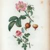 Fig. 1 Rosa villosa = Rosier velu. fig. 2. Rosa centifolia Pomponia = Rosier à cent fuilles, Pompon. [The Apple rose - Pompon rose]