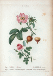 Fig. 1 Rosa villosa = Rosier velu. fig. 2. Rosa centifolia Pomponia = Rosier à cent fuilles, Pompon. [The Apple rose - Pompon rose]