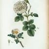 Fig. 1. Rosa alba = Rosier blanc. Fig. Rosa Pimpinellifolia = rosier à feuilles de Pimprenelle. [Alba Semi-Plena; White Rose of York - Scotch Rose, Burnet rose]