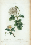 Fig. 1. Rosa alba = Rosier blanc. Fig. Rosa Pimpinellifolia = rosier à feuilles de Pimprenelle. [Alba Semi-Plena; White Rose of York - Scotch Rose, Burnet rose]