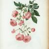 Rosa multiflora = rosier multiflore. [Rambler Rose, Multiflowered Rose]